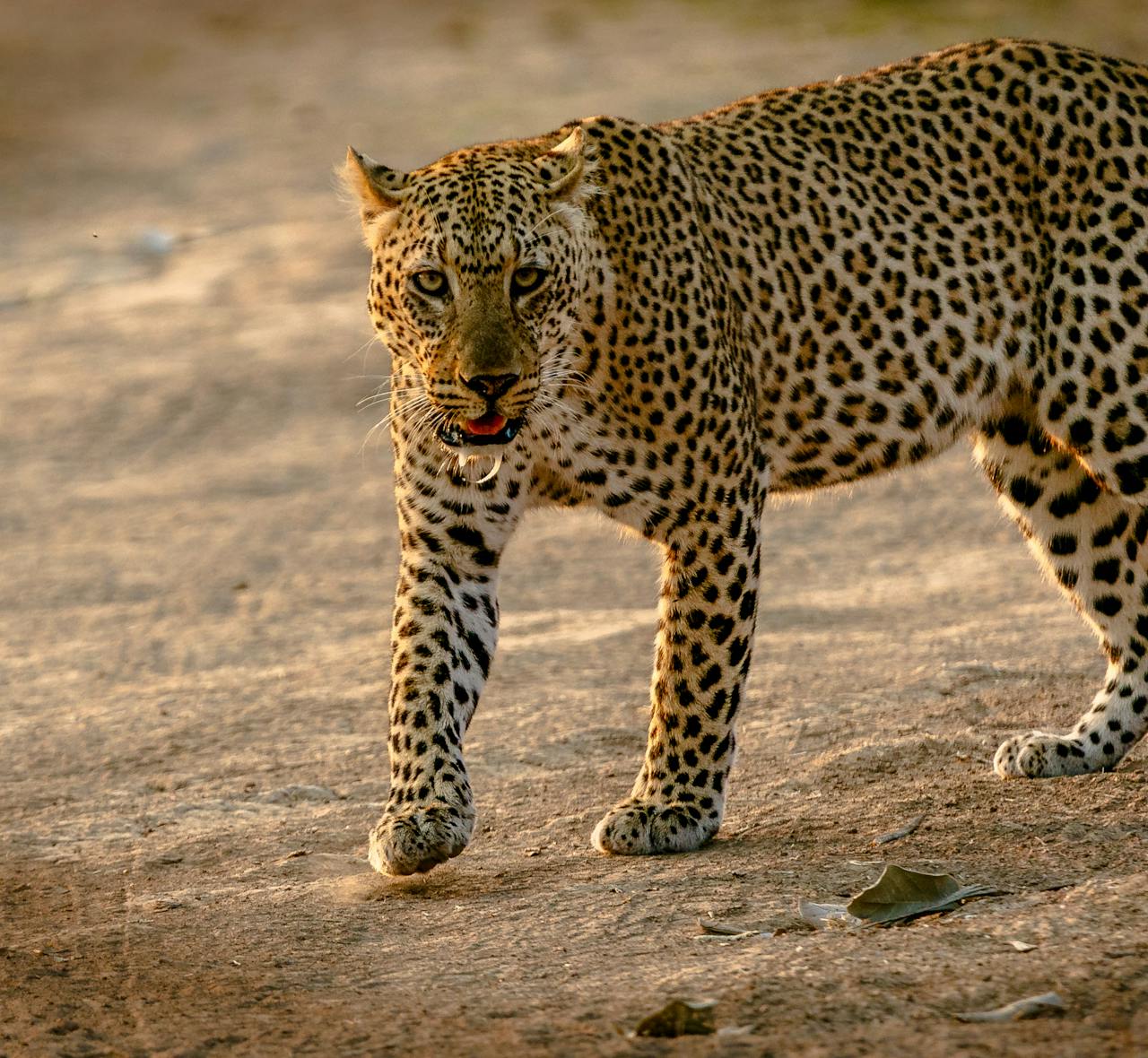 Yala leopard