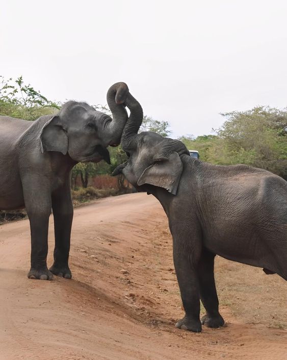 Safari jeep and guide in Yala