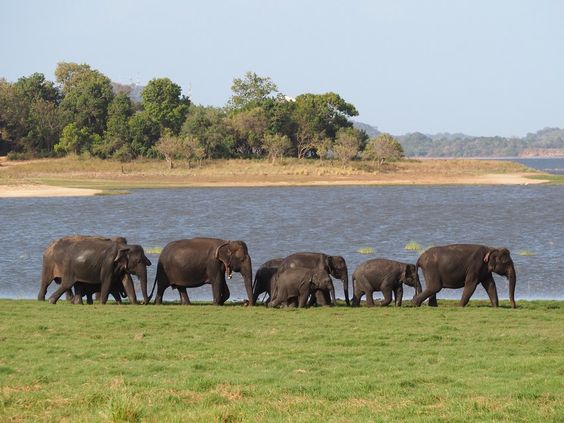 Yala National Park landscape with wildlife