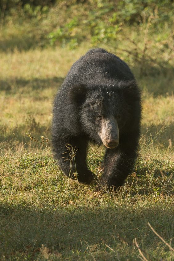 Sloth Bear