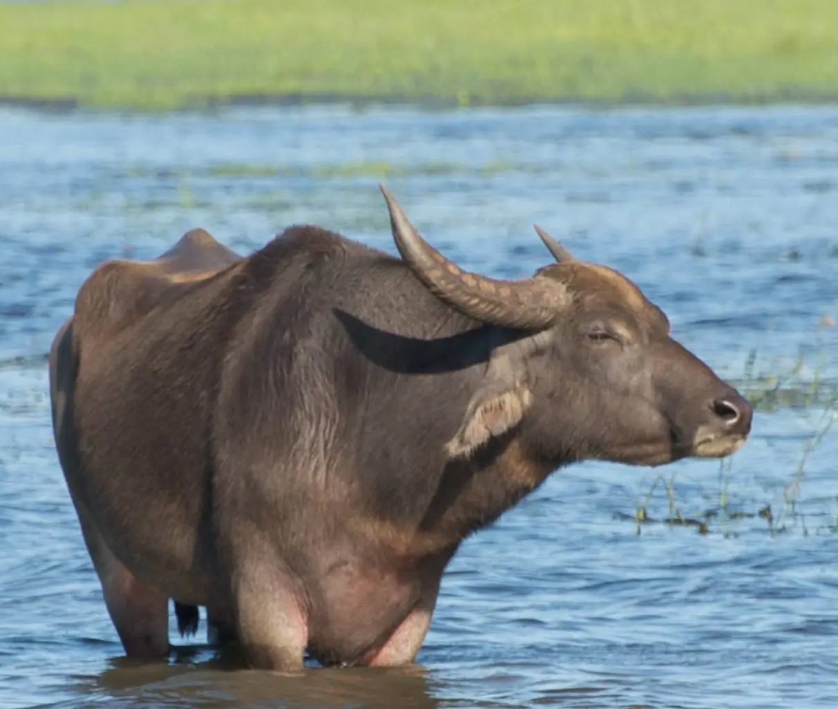 Water Buffalo