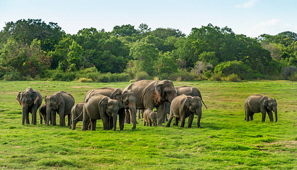 Elephant Herd