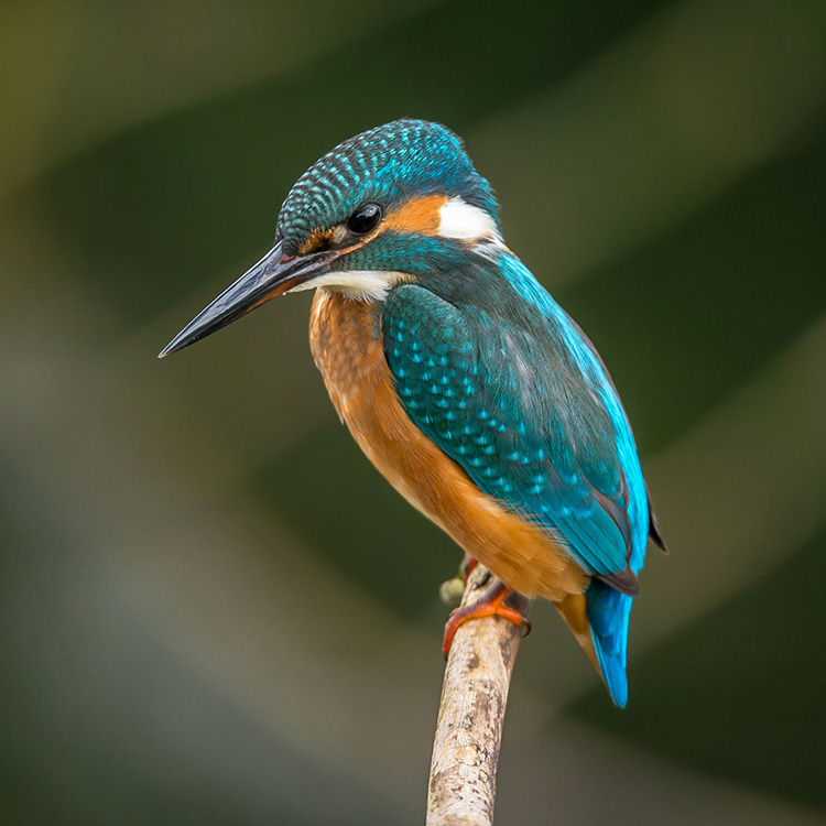Kingfisher