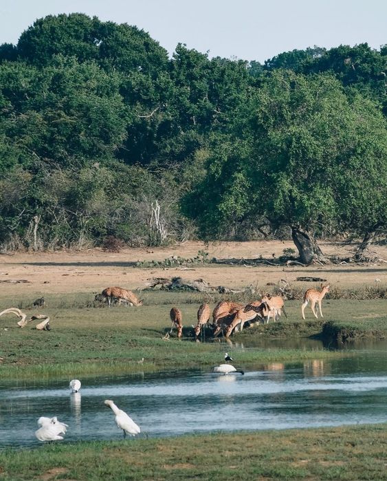 Expert safari guide with binoculars