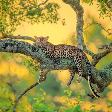Leopard on Rock