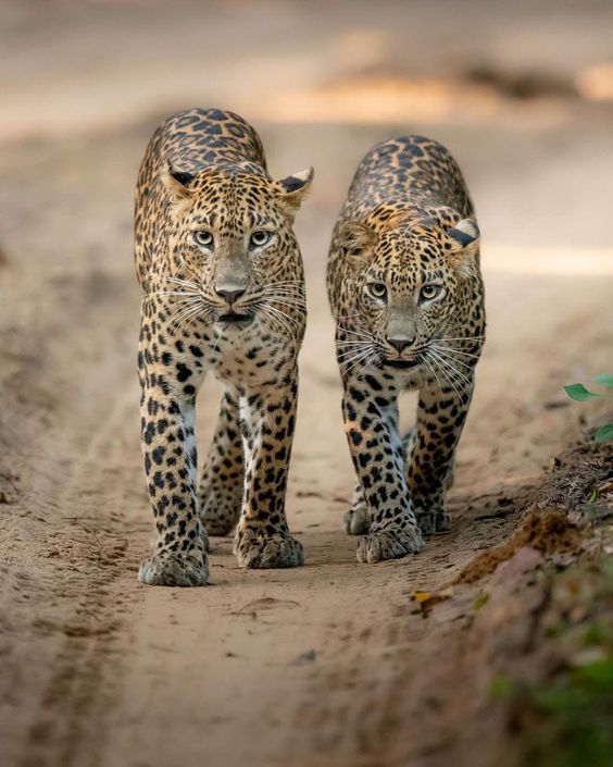 Majestic Yala leopard in its natural habitat