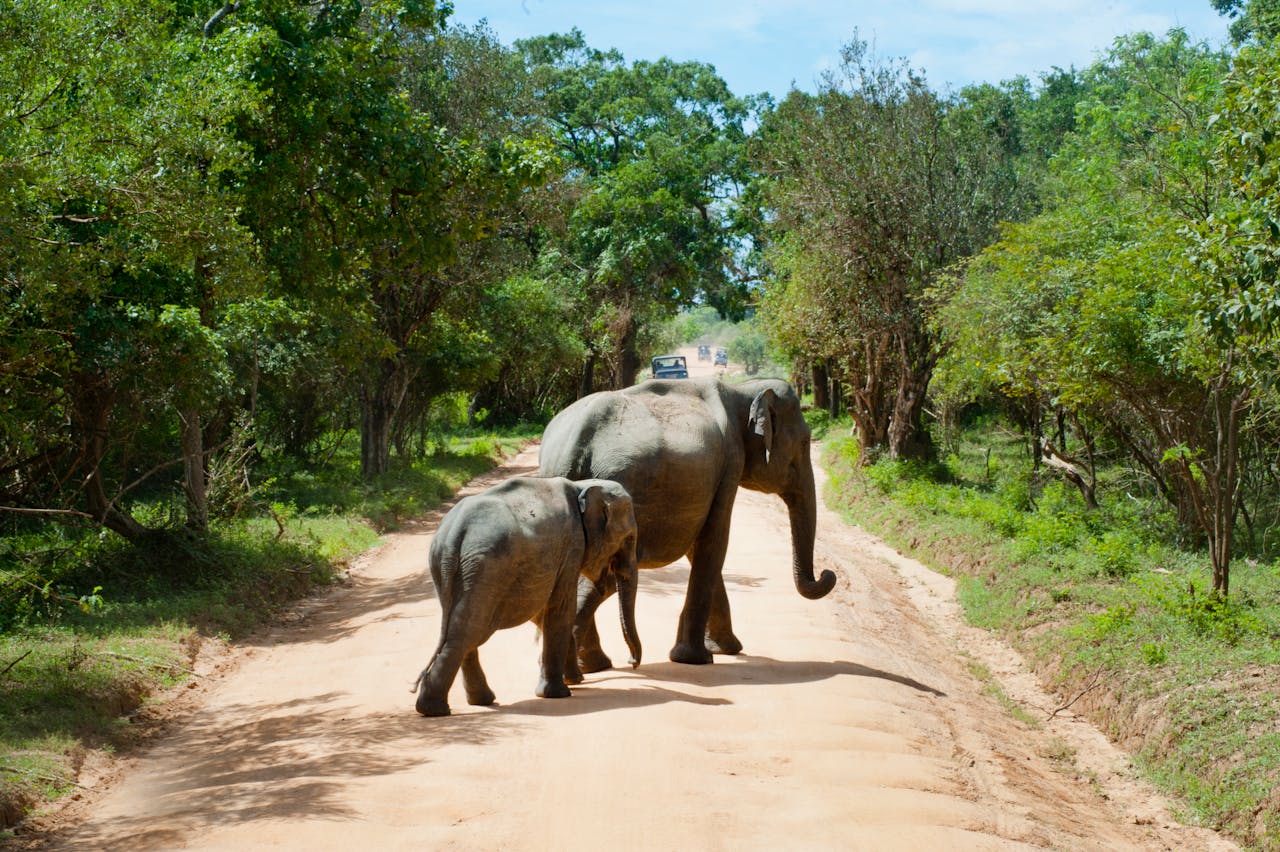 Elephant Crossing