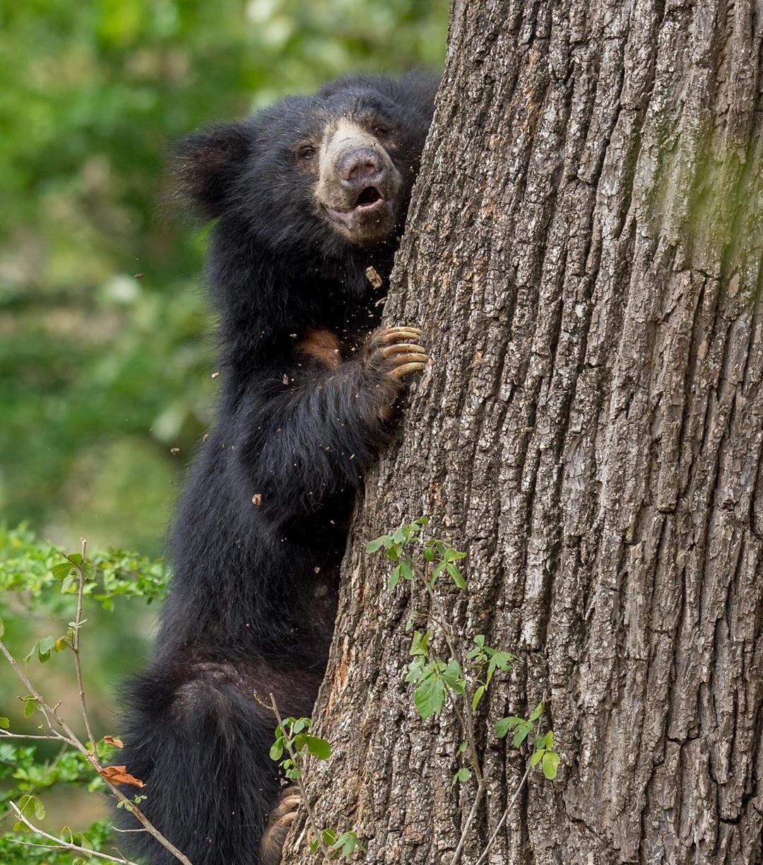 Sloth Bear