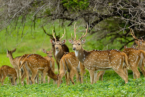 Spotted Deer