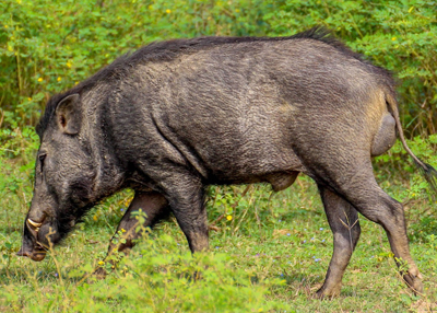 Wild Boar